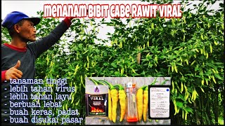 Tanaman cabe rawit VIRAL lebih tahan virus dan berbuah lebat [upl. by Nylesoj]