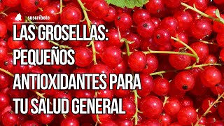 Las Grosellas Pequeños Antioxidantes para tu Salud General [upl. by Aiva]