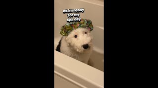 Champ The Sheepadoodle Gets A Spa Day [upl. by Nies867]