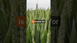 Cereals 2024 UK wheat area set for big bounce back farming Cereals24 [upl. by Ehctav435]