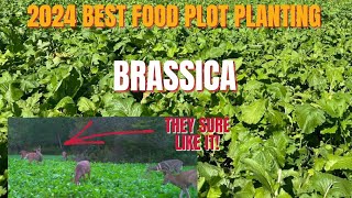 2024 BEST FOOD PLOT PLANTING part 1 [upl. by Earahc]