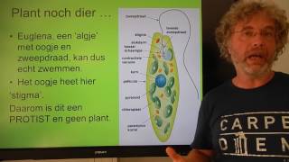 Biologie HV OB Protisten [upl. by Chane]