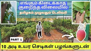 இங்கே இருக்கும் செடிகளை பழங்களுடன் நீங்கள் வீட்டுக்கு வாங்கி செல்லலாம் குறைந்த விலையில் gardening [upl. by Glynn827]