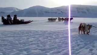 Greenland Dogs of Qaanaaq [upl. by Ysnat]