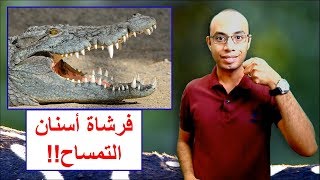 نفع وأستنفع  علاقات المنفعة في الحيوانات Mutualism [upl. by Winona700]