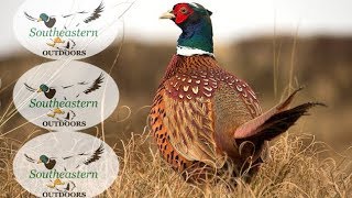 South Dakota Pheasant Hunting  Gregory SD  Oct 2017 [upl. by Roderica]