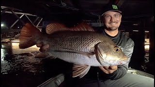 MANGROVE JACK FISHING  Gold Coast [upl. by Fachan609]