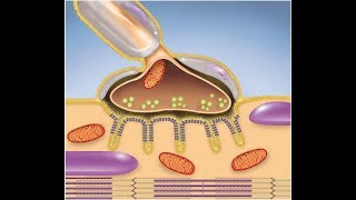 Muscular System The Neuromuscular Junction [upl. by Cathee46]