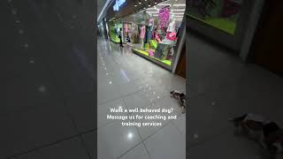 Well behaved dogs in the mall❤️ fyp beagle dog dogtraining doglover [upl. by Gleda738]