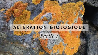 Géodynamique externe s2  altération biologique شرح بالدارجة 💥 [upl. by Ocsecnarf]