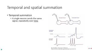 PE 220  Lecture 311  Graded potentials [upl. by Esineg337]