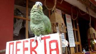 Día 6 El loro que habla en Aguas Calientes Perú [upl. by Dayle]