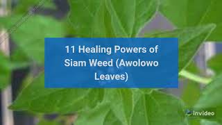 11 Healing Powers of Siam Weed Awolowo Leaves [upl. by Caras]