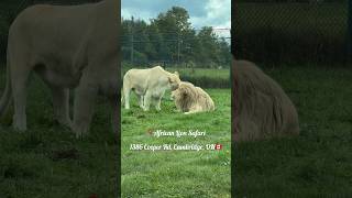 African Lion Safari  Encounter with Wild Animals  Canada Wildlife travelshorts canadalife [upl. by Aixela734]