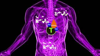 Opdivo nivolumab the Immunotherapy Cancer Treatment [upl. by Yedrahs]