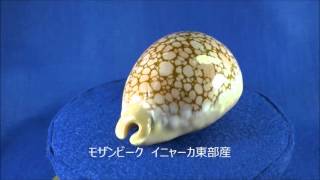 Cypraea broderipii サラサダカラ タカラガイ 世界三名宝 [upl. by Ecirtap]