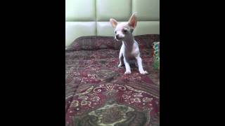 Perrita Chihuahua ladrando [upl. by Yecak]