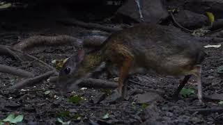 Lesser Oriental Chevrotain Tragulus kanchil Birds Hide Kaeng Krachan Thailand 20 Sept 2024 [upl. by Sikko]