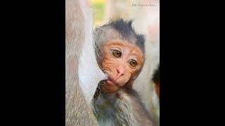 Small Monkey Jesper happy mom Milk shorts monkeyvideo monkeyforest monkeys babymonkey animals [upl. by Zinah]