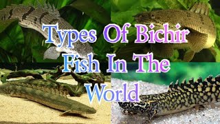 Types Of Bichir Fish In The World [upl. by Girand]