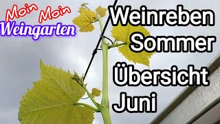 Weinrebe Sommer Übersicht Juni Pflege [upl. by Yreme702]