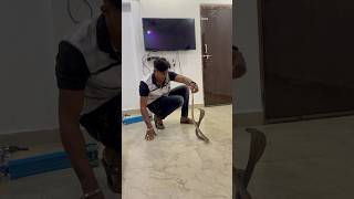 अच्छा हुआ घर में किसी को कुछ नहीं किया ईस सप ने😱snake cobrarescue cobra spectaclecobra animal [upl. by Rennold]