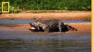 Jaguar ataca a un CAIMAN ¡IMPRESIONANTE  National Geographic en Español [upl. by Amrita]