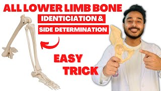 All lower limb bone side determination  All lower limb bone identification lower limb bone anatomy [upl. by Lepper]