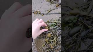 popping seaweed bubble pneumatocyst [upl. by Ainolloppa305]