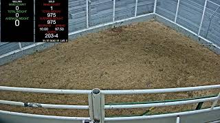 Everson Auction Market Live Stream 11132024 [upl. by Letram]