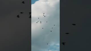 1000 doves in a day Watch Wayne Martin from CattyShackHunter hunting doves in Argentina [upl. by Schofield798]