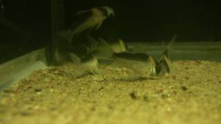 Corydoras adolfoi [upl. by Ennahs]