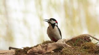 Great Spotted Woodpecker  sound call [upl. by Klump]