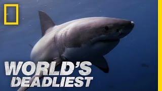 Great White Shark vs Seal  Worlds Deadliest [upl. by Isied846]