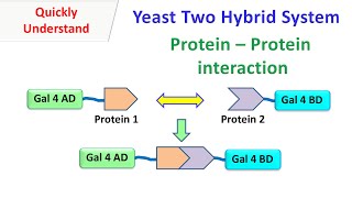 Yeast two hybrid system  Protein  protein interaction [upl. by Suki]