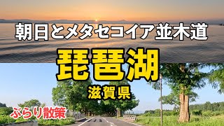 【琵琶湖】日の出とメタセコイヤ並木道 [upl. by Derina]