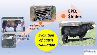 Introduction to Expected Progeny Differences [upl. by Marsden]