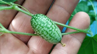 Mouse Melon  Cucamelon Melothria scabra [upl. by Dodge]