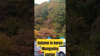 Autumn in korea mungyeong saejae autumninkorea autumn2024 southkoreavlog 4k tinievillarico [upl. by Ramirolg]