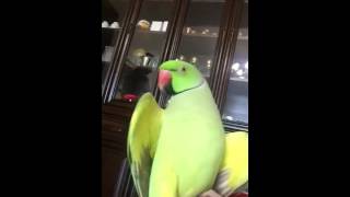 Malayalam speaking parrot Sonu [upl. by Dis]