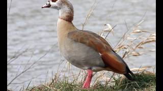 Nilgans Ruf Alopochen aegyptiaca [upl. by Htederem]