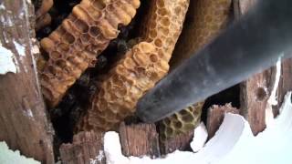 Abeilles Déloger une colonie installée en sous toiture Honey bee colony removal [upl. by Reinaldos219]