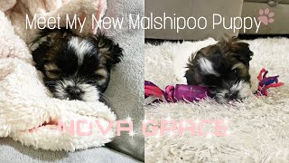 Bringing My New Malshipoo Puppy Home VLOG [upl. by Madelyn]