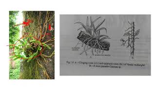 Epiphyte roots in Vanda coerulea [upl. by Nayhr909]