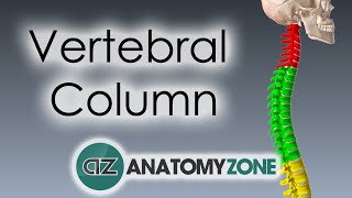 Vertebral Column  Introduction  3D Anatomy Tutorial [upl. by Latsyrc]