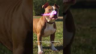 🐶Staffordshire bull terrier  Características🦮staffordshireamericanoterrierrazaPERRODOG [upl. by Ailemac]