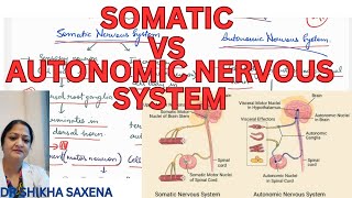 Somatic vs Autonomic nervous system differences diagrammatic representation [upl. by Esdnyl]