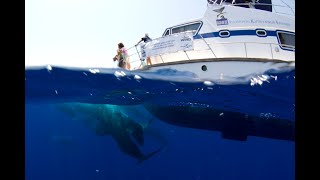 Pottwalsichtungen im Mittelmeer  Forschungsexpedition 2020  SaveMobyProjekt [upl. by Ayotal]