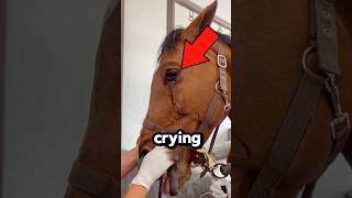 Horse crying tears [upl. by Eupheemia]