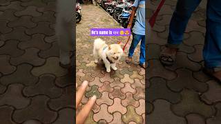 ChavChav Dog  🐕 Dog love  Ganeshkhade chavchav doglover lovelychavchav [upl. by Carlock]